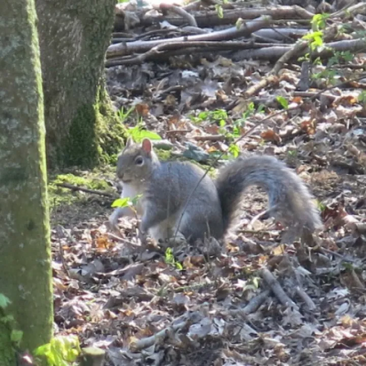 Keith Barker Woodland photos April 2020 (2)