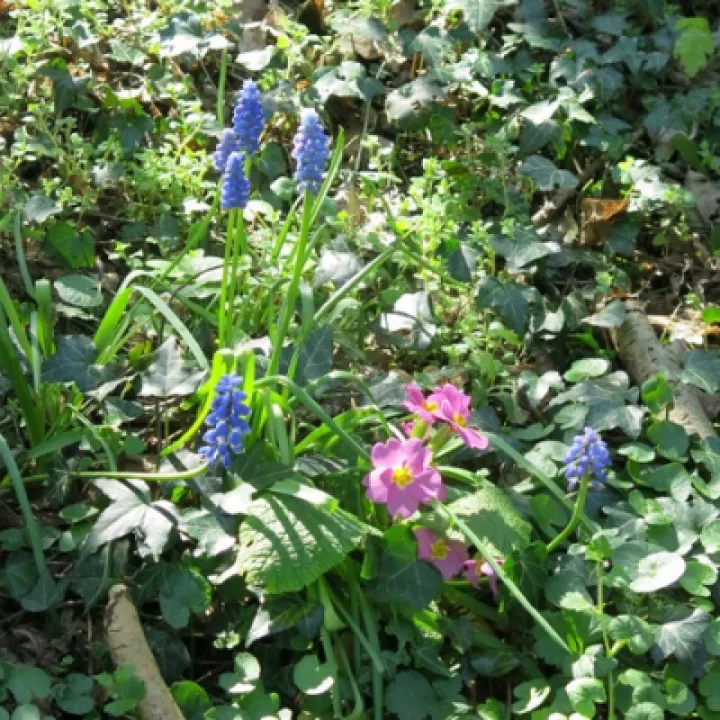 Keith Barker woodland April 2020