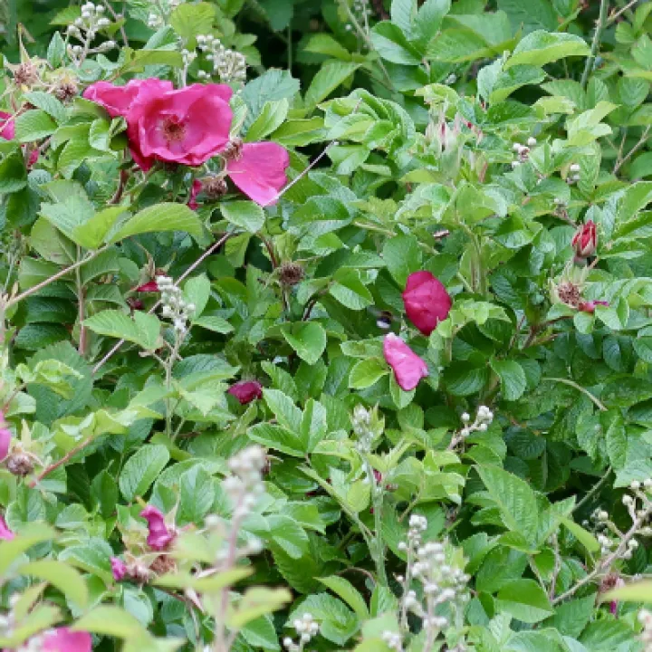 Flowers 3