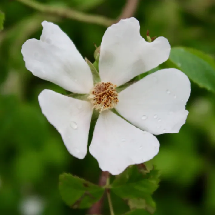 Flowers 8