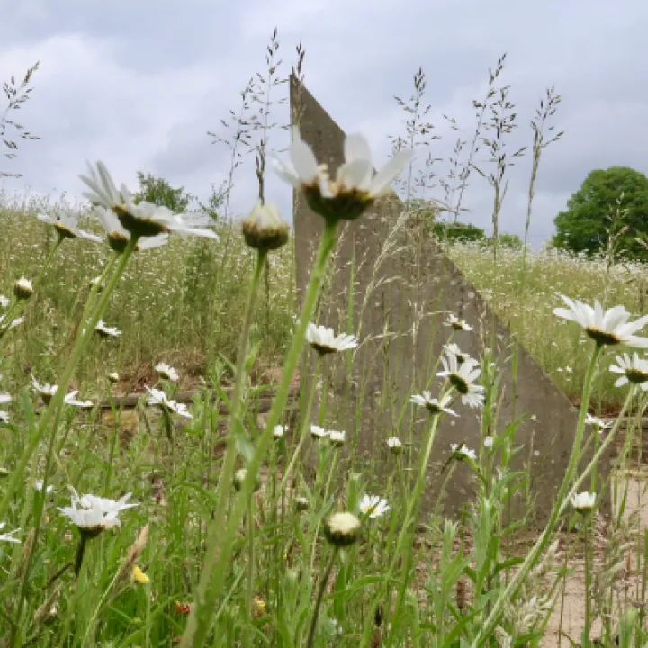 Flowers 14
