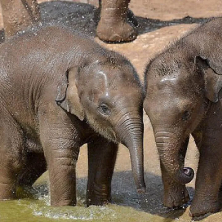 chester-zoo-616055