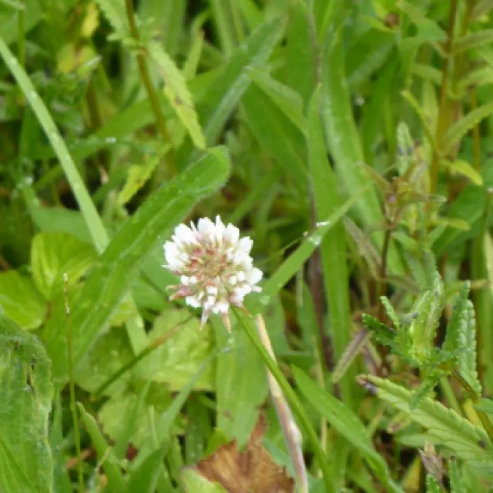White Clover