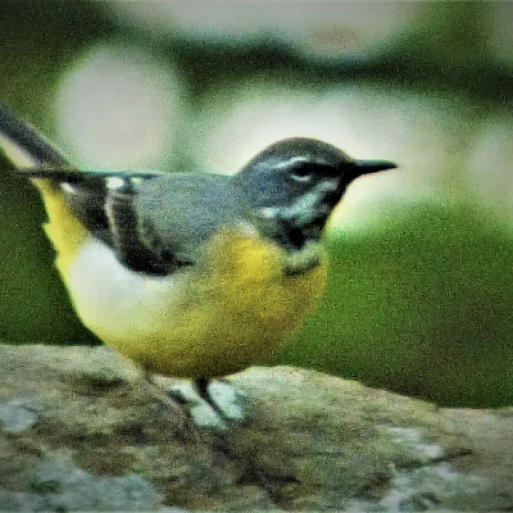 wildlife 4