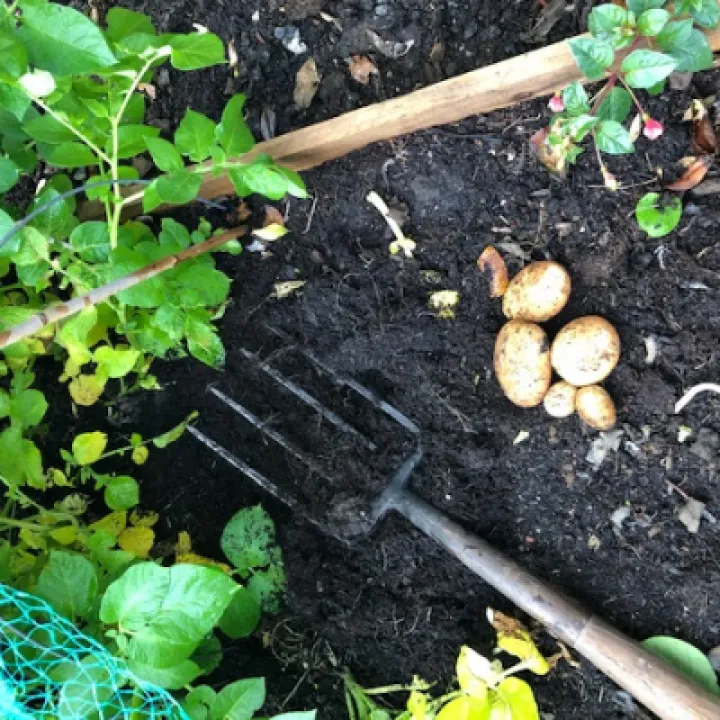 Spuds 9