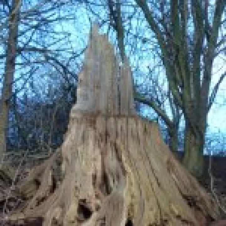 2013 Boxing Day walk (2)