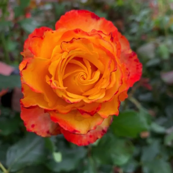 "Tequila Sunrise"
