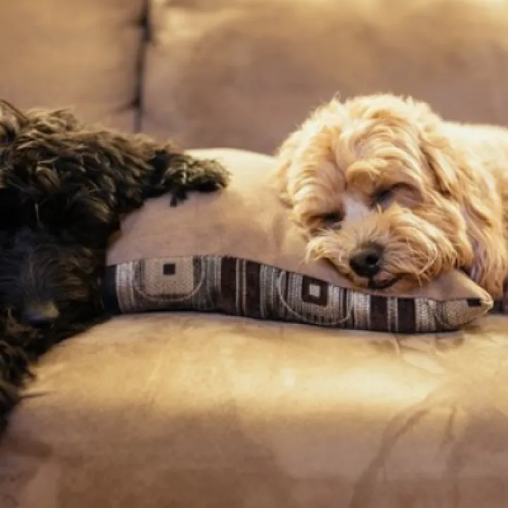 Couch Potato