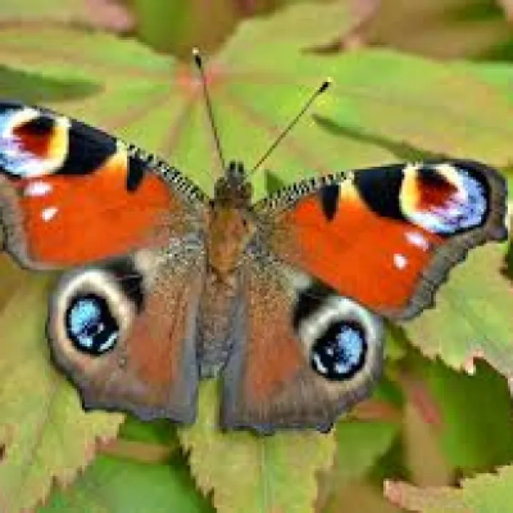 peacock