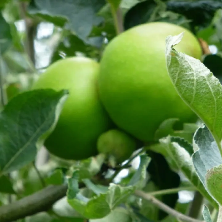 apples