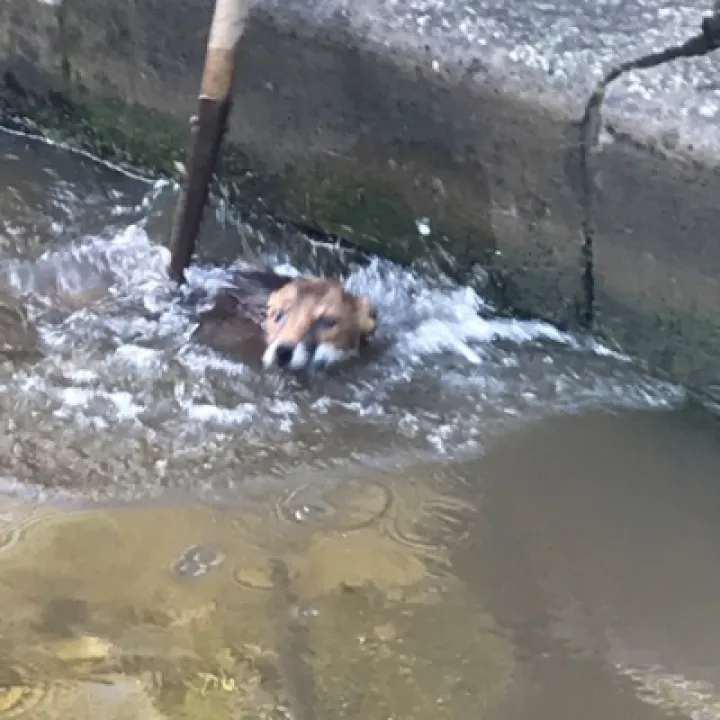 fox2