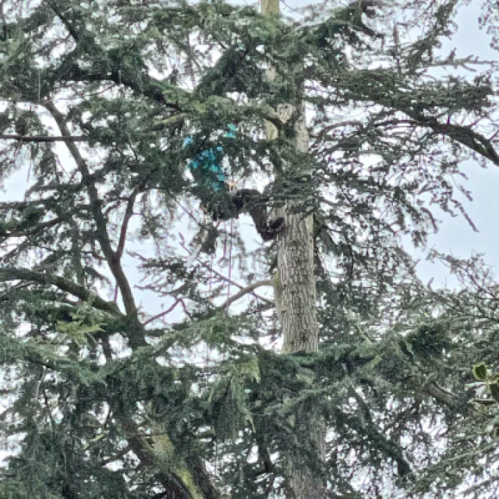 Tree Removal 2