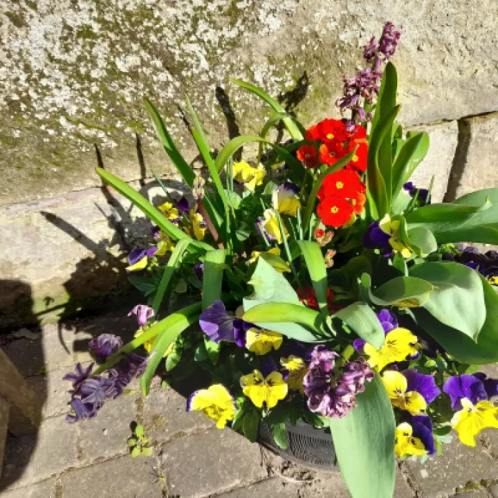 flowers 1