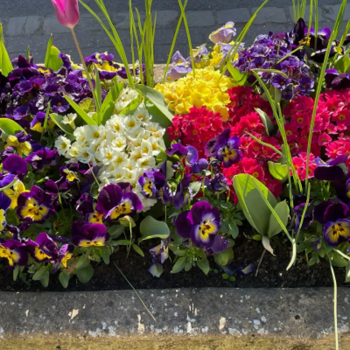 Village Flowers