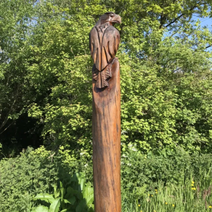 Buzzard June 21