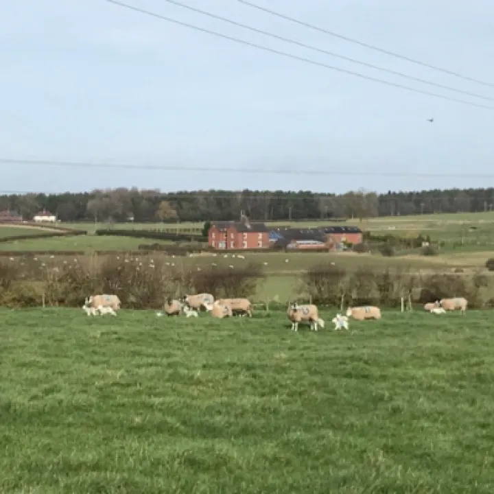 Spring Lambs