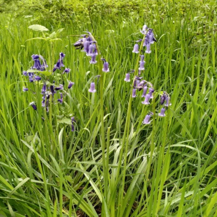 bluebells 3