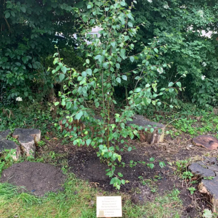 Scout & Guides Tree