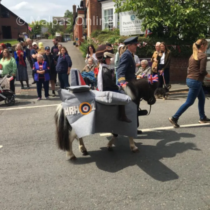 Horse 3