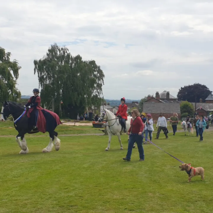 Shire Horse