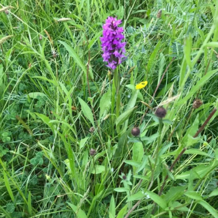 Orchid 1