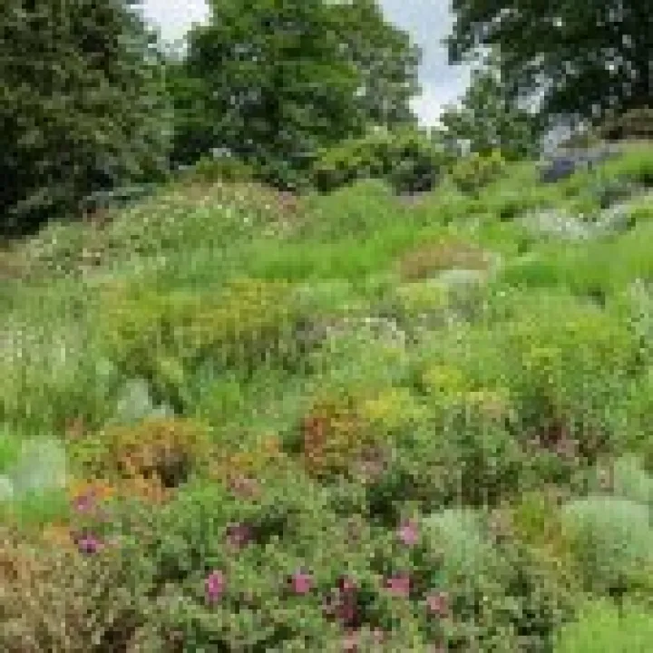 Ness Gardens jpg28
