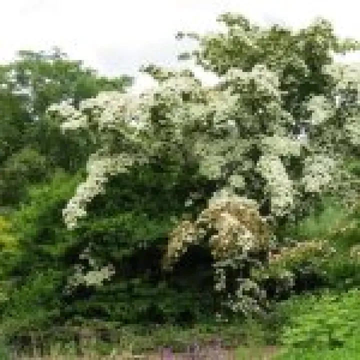 Ness Gardens jpg12