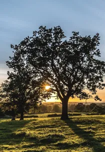 ChALC Tree