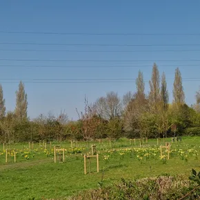 Jubilee Forest 1