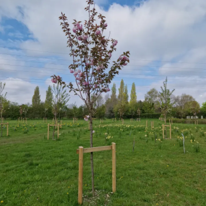 Jubilee Forest 2