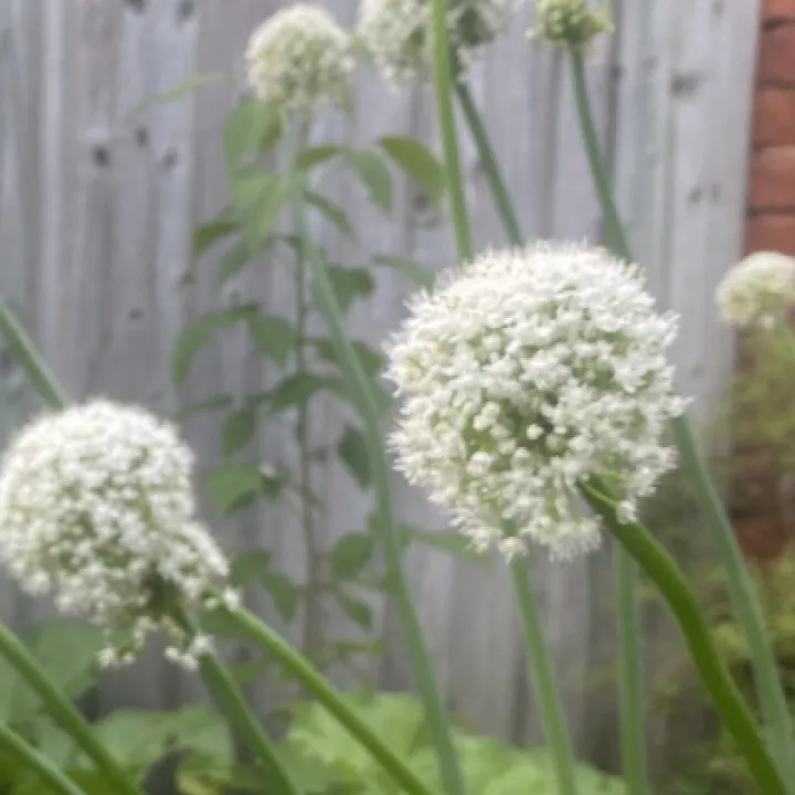 Open Gardens Weekend 2023 A