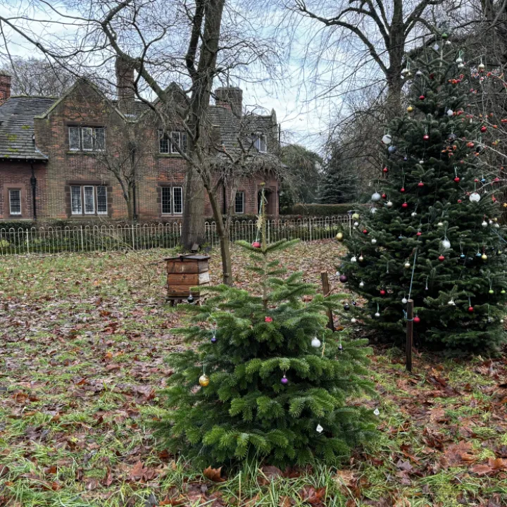 xmas trees