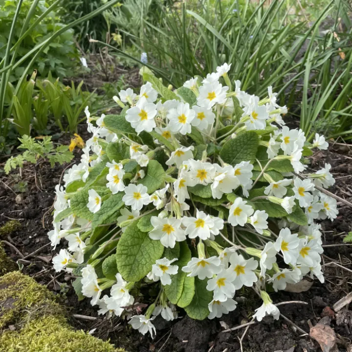 April garden