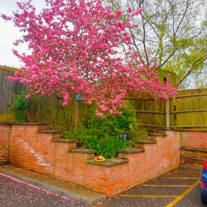 Back garden April 2024