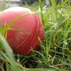 Cricket, ball, grass