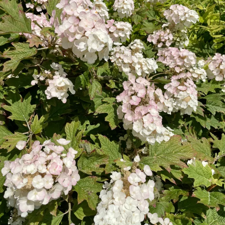 Garden blog aug 24