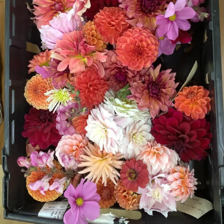 Flowers 12