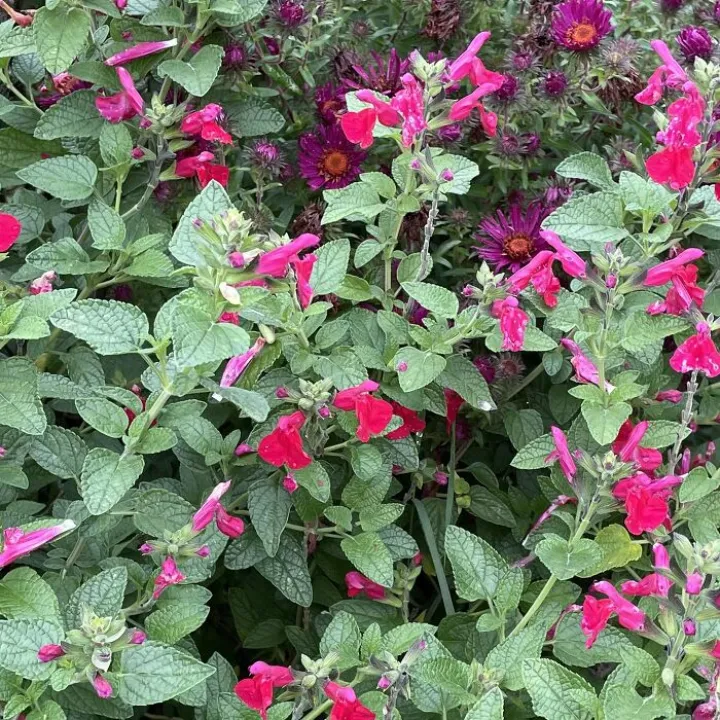 Garden September 24