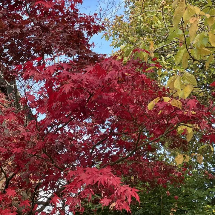 Autumn garden