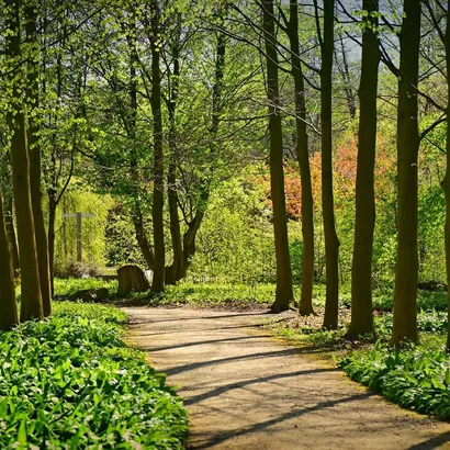 Lane, tree, forest