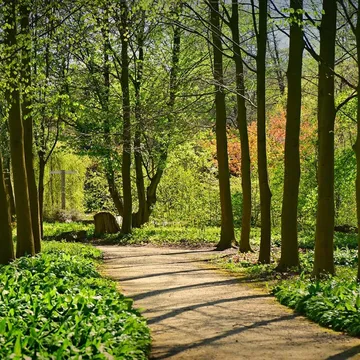 Lane, tree, forest