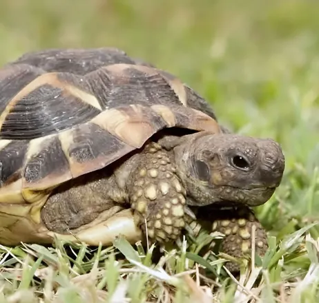 Tortoise