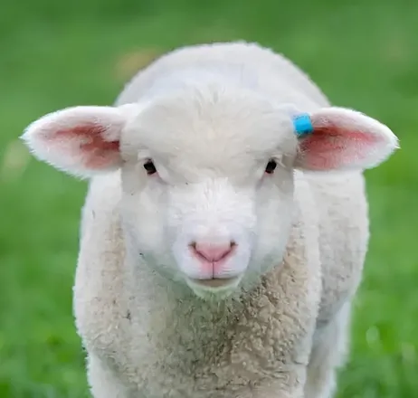 Sheep