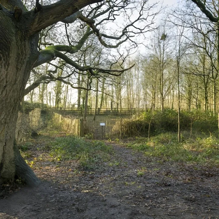 Wilding Area 4