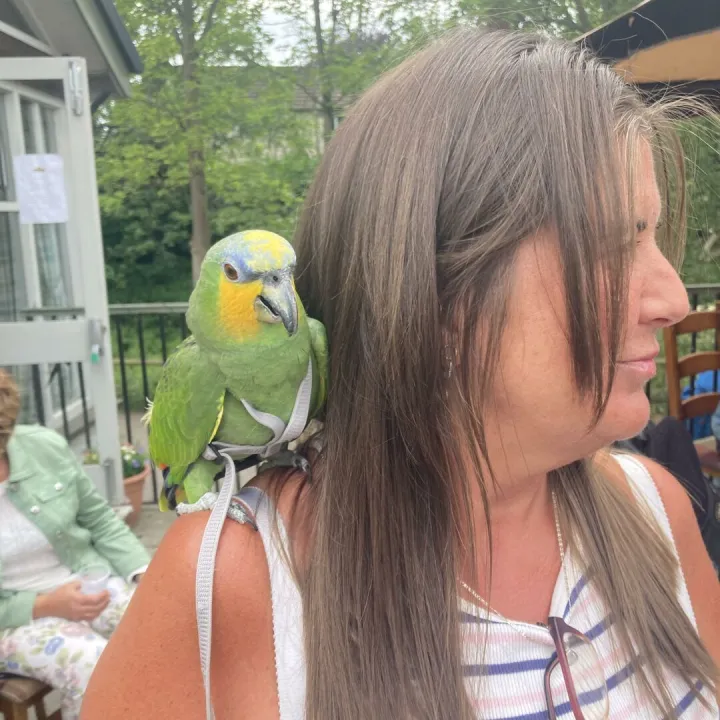 parrot