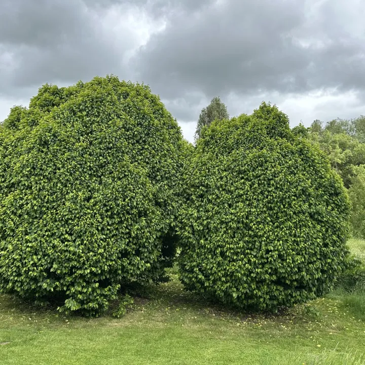Open Garden 14