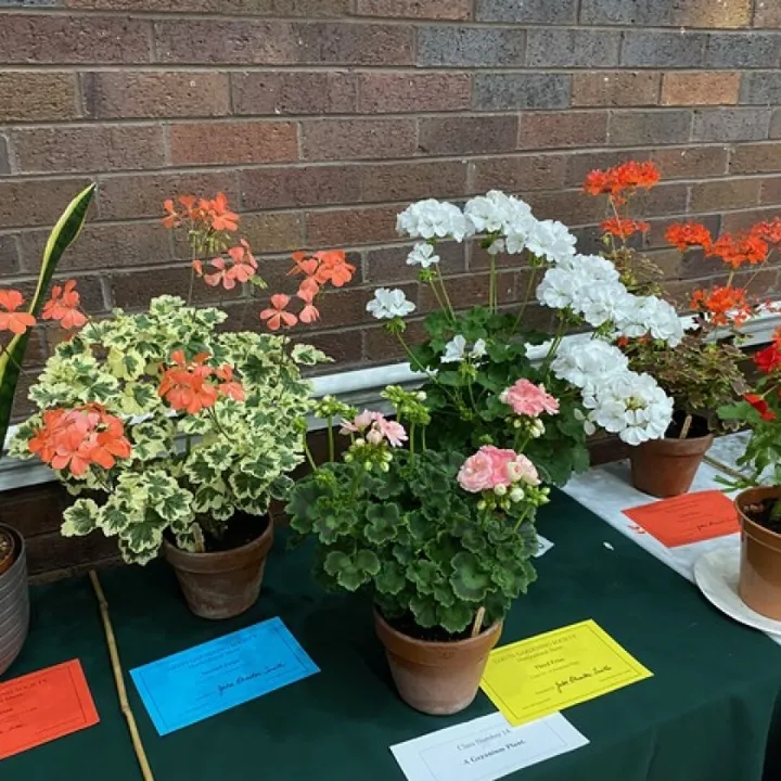 More Flower Exhibits