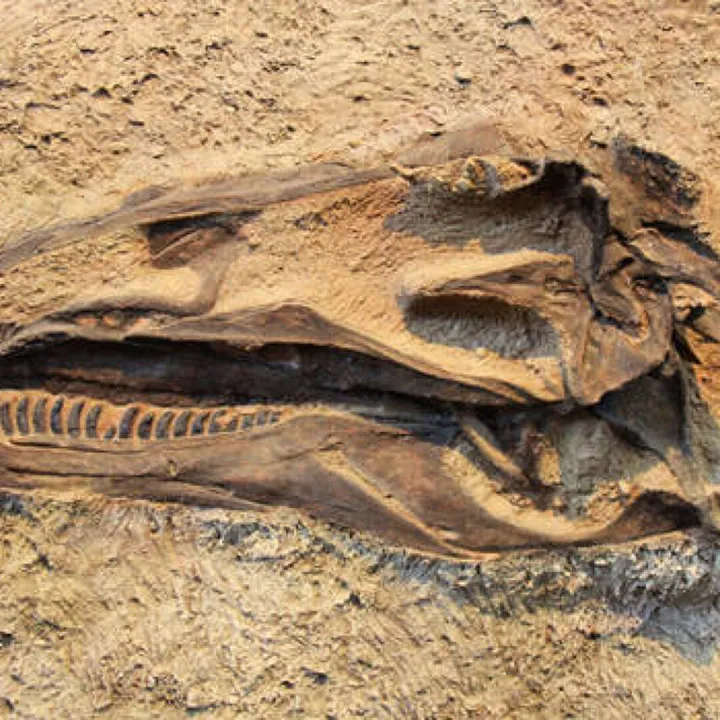 Dinosaur-Fossil