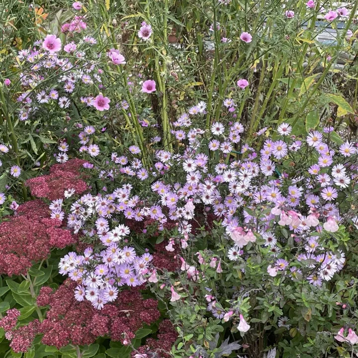 Autumn garden