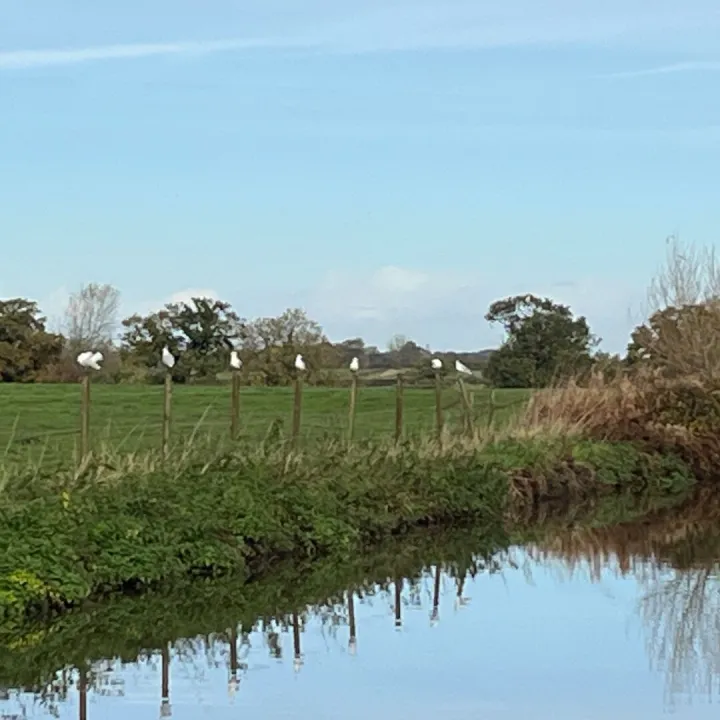 Ducks/Gulls in a Row